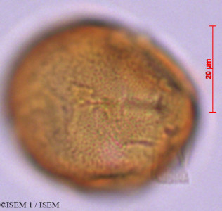 ISEM 1/Notopleura_lateriflora_29351/Notopleura_lateriflora_29351_0001(copy)_thumb.jpg